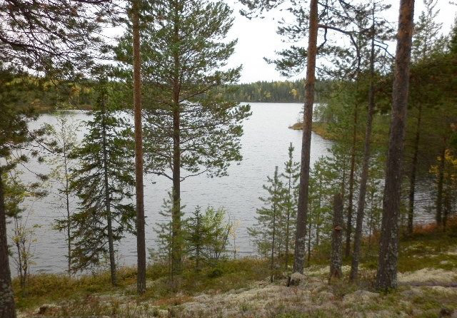 Лесное озеро